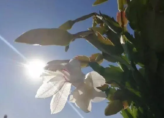 种植土壤|蟹爪兰配土方法与种植土壤