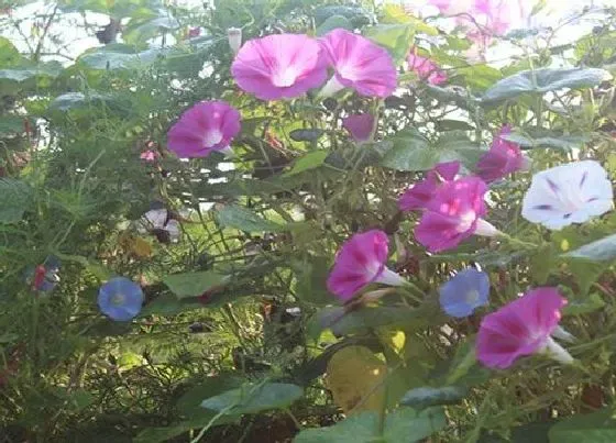 开花时间|牵牛花是什么季节开的花
