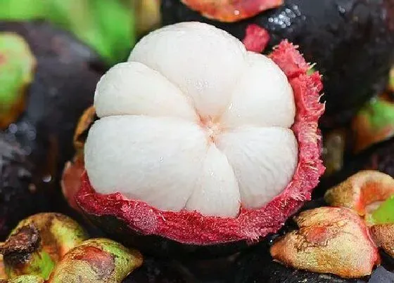 植物百科|山竹是从哪里长出来的 是长在什么地方的