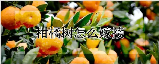 柑橘树怎么嫁接 | 种植技术