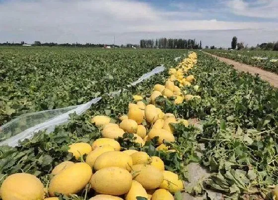 植物百科|哈密瓜长在树上还是地上 从哪里长出来的