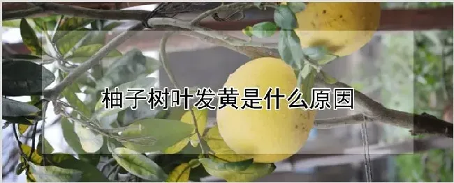 柚子树叶发黄是什么原因 | 农业科普