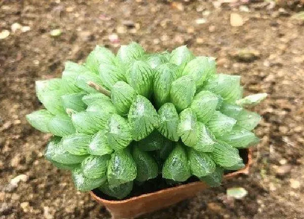 养殖科普|玉露能晒太阳吗
