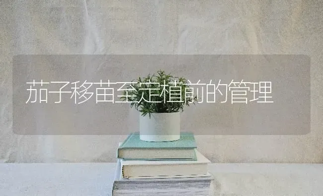 茄子移苗至定植前的管理 | 蔬菜种植