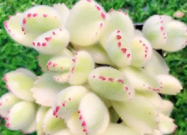 植物浇水|熊童子夏天怎么浇水方法