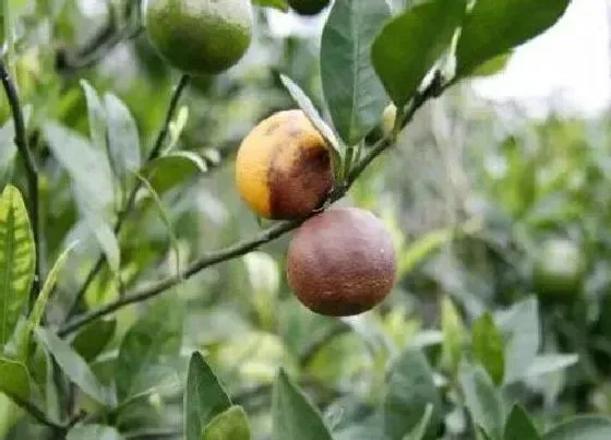 植物病害|柑橘炭疽病的发病原因及治疗方法