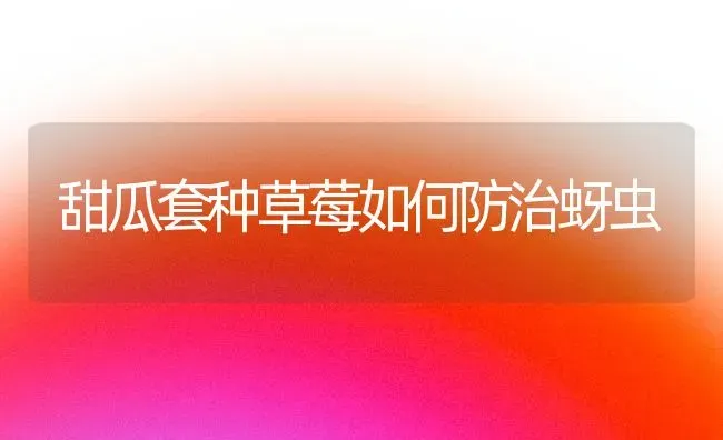 甜瓜套种草莓如何防治蚜虫 | 瓜果种植