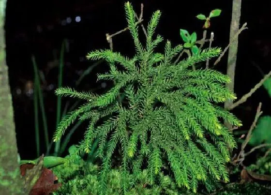 植物种类|石松是蕨类植物吗