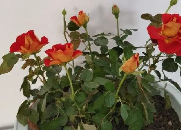 植物浇水|尿液可以浇月季花吗