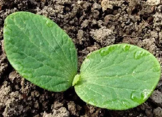 植物施肥|南瓜追肥用什么肥料好