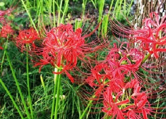 颜色花|石蒜花是什么颜色的