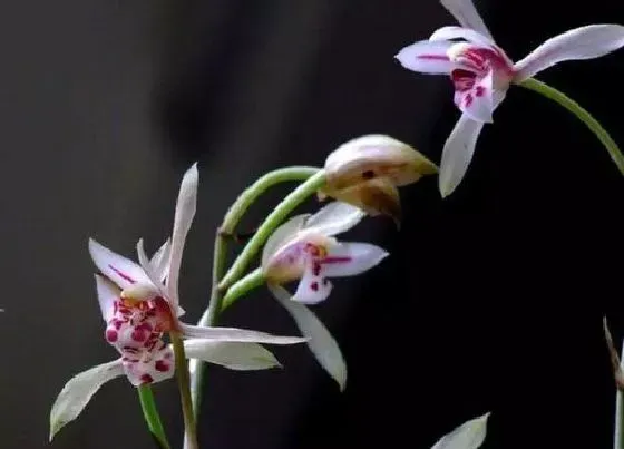 开花时间|兔耳兰什么时候开花 一般几月份开花