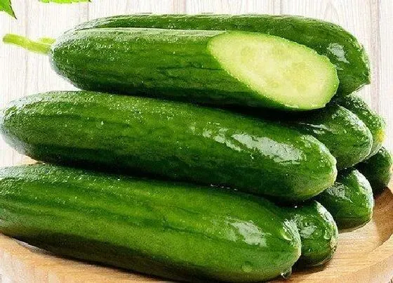 种植方法|秋黄瓜最佳种植时间和管理方法 什么时候种合适