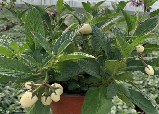 植物百科|人参果树是一年生还是多年生