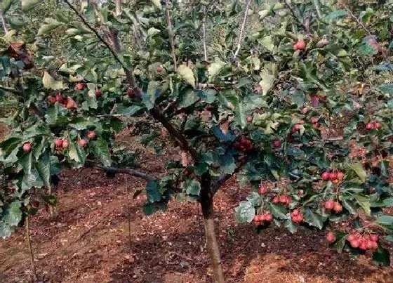 种植土壤|山楂树适合什么土壤种植