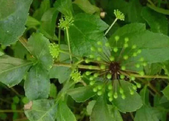 植物虫害|三七病虫害防治方法与技术