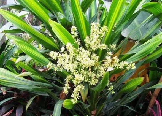 植物百科|也门铁开花吗 开花的样子（图片）
