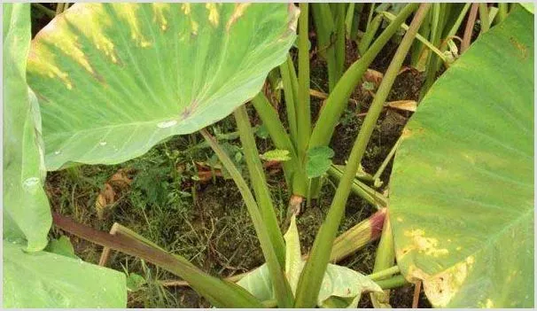 芋头软腐病、病毒病、芋螨的防治方法 | 植物病害