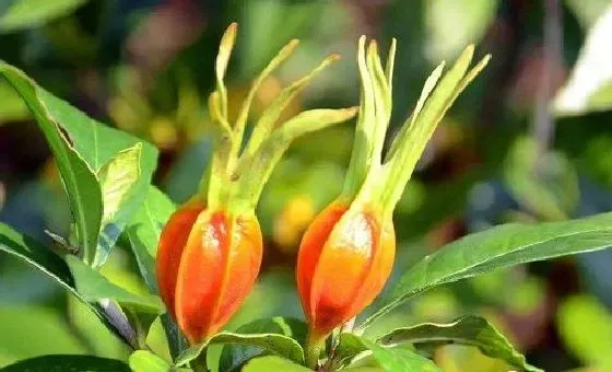 果实科普|栀子几月开花结果 什么时候开花结果
