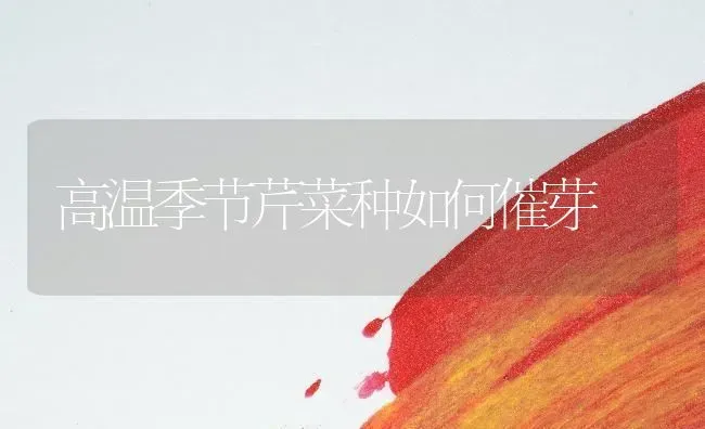 高温季节芹菜种如何催芽 | 蔬菜种植