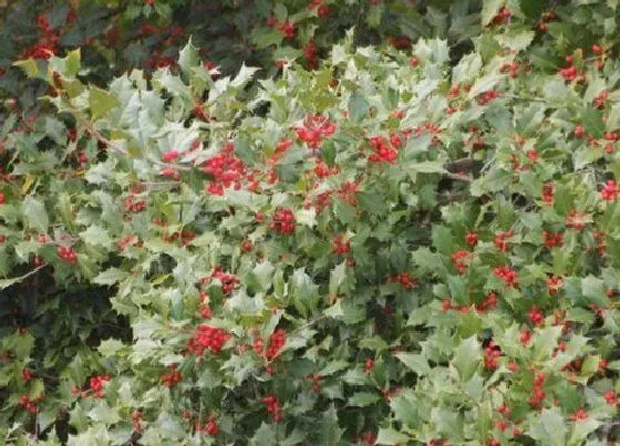 种植管理|冬青生长速度快慢 一年能长多少