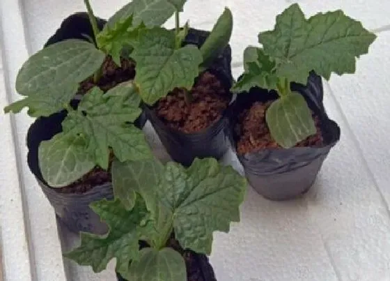 植物百科|春菜是生菜吗 春菜和生菜是一个东西吗