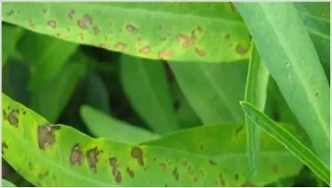 空心菜炭疽病的防治方法 | 种植施肥