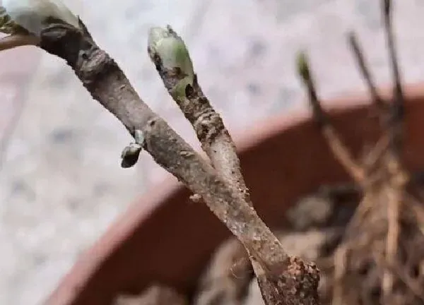 植物扦插|牡丹几月份扦插最好