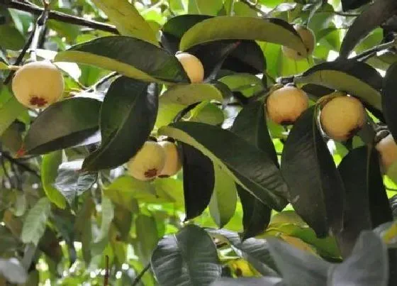 植物百科|山竹是从哪里长出来的 是长在什么地方的