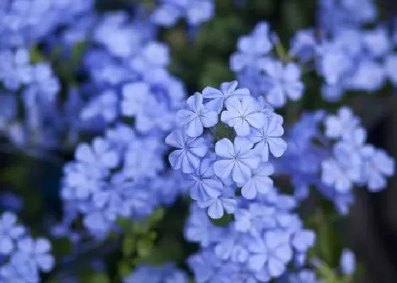 冬天植物|蓝雪花怕冷吗 冬天怕冻吗