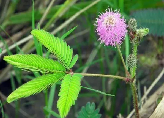 花语|含羞草花语象征与寓意