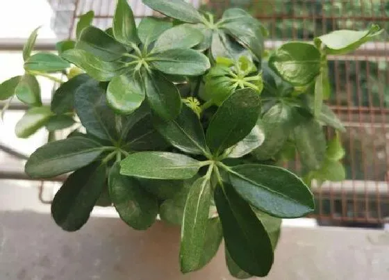 植物修剪|植物徒长了怎么办