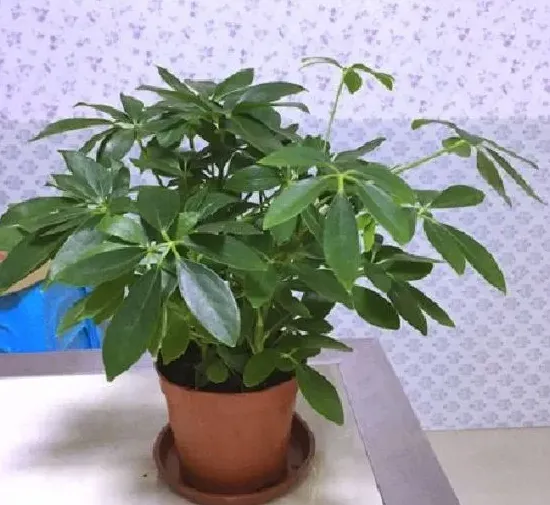 植物百科|鸭脚木一年能长多高 每年能长多少公分