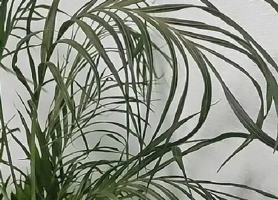 卷叶|凤尾竹卷叶怎么办