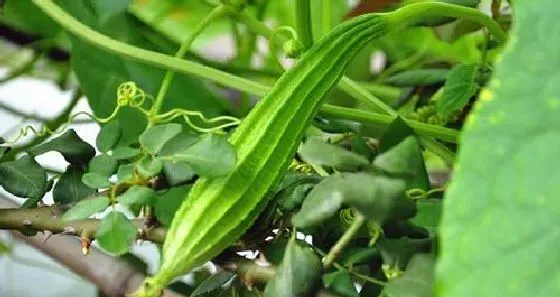 果实科普|八角丝瓜几月开花结果 什么时候开花结果