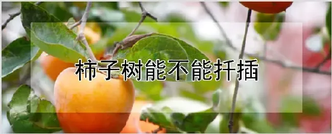 柿子树能不能扦插 | 农业科普