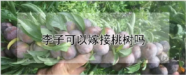 李子可以嫁接桃树吗 | 种植技术