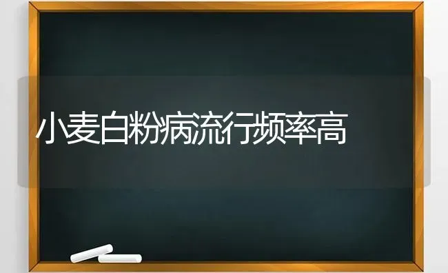 小麦白粉病流行频率高 | 粮油作物种植