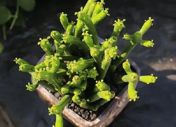 植物浇水|光棍树怎么浇水 日常多久浇一次水