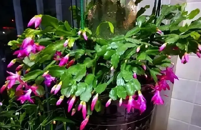 养殖科普|蟹爪兰怎样修剪才能叶子茂盛开花多