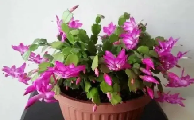 养殖科普|蟹爪兰怎样修剪才能叶子茂盛开花多