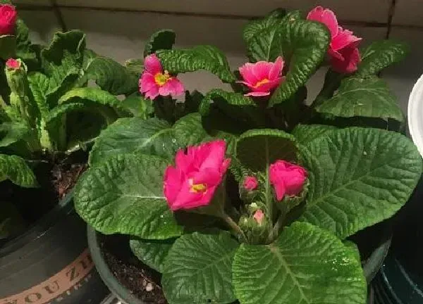 植物浇水|姜荷花浇水要浇透吗 一次浇多少水好