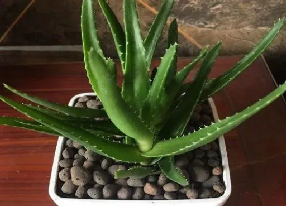 夏天植物|夏季芦荟怎么养护