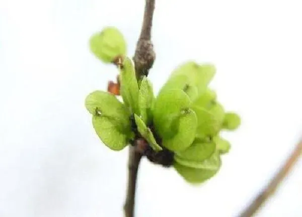 植物发芽|榆树什么时候发芽长叶