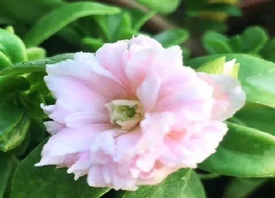 植物百科|重瓣太阳花冬天开花吗