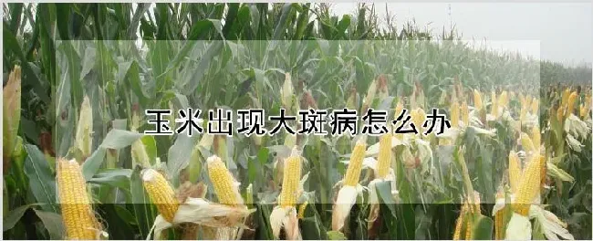 玉米出现大斑病怎么办 | 种植技术