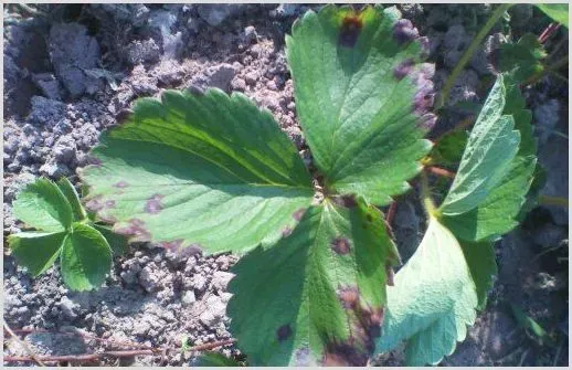 草莓常见病虫害症状及防治措施介绍 | 植物病害