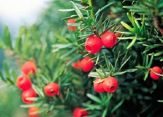不开花|红豆杉不开花什么原因