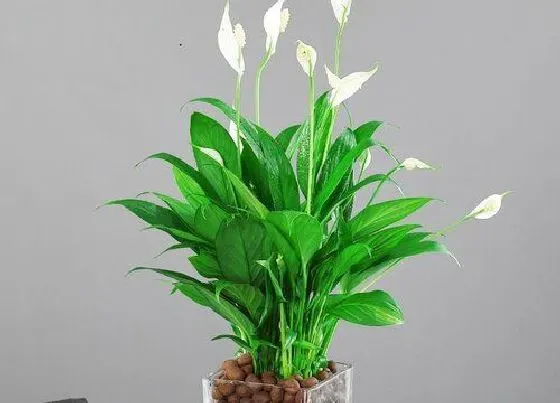 植物育苗|白掌怎么缓苗