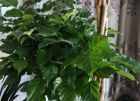 植物价格|平安树多少钱一盆